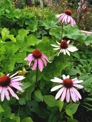 Роскошная красавица эхинацея пурпурная у нас в саду. | Вятский сад | Дзен