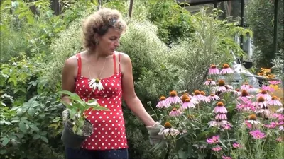 Как вырастить эффектную эхинацею в саду и на клумбе? - «Блог Флориум.юа»