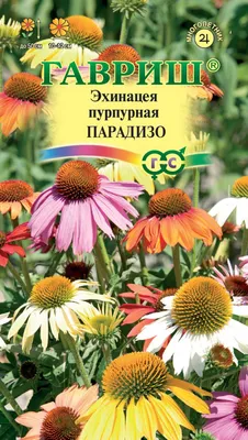 Эхинацея пурпурная 'Julia' - Саженцы многолетних цветов и рассады в Москве  и МО