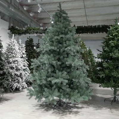 Ель (елка, сосна) Канадская 2,5 метра купить по доступной цене в Минске