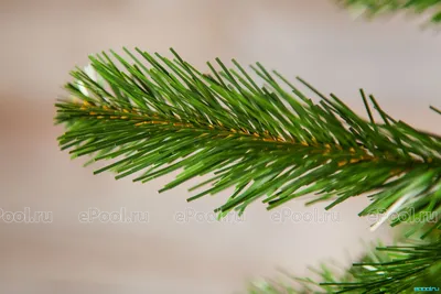 Живая елка, пихта или сосна – дерево в горшке вместо срубленного | Тренды  (Огород.ru)