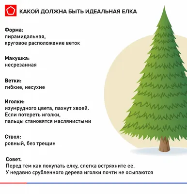 Новогодний Ozon торгует живыми елками, соснами и пихтами | Oborot.ru