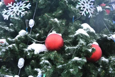 Живые Ели, Пихты, Сосны на новый год: Купить новогоднюю ёлку в  Санкт-Петербурге. Цена от 790₽ | Ёлочный базар питомника Зелёная Фазенда