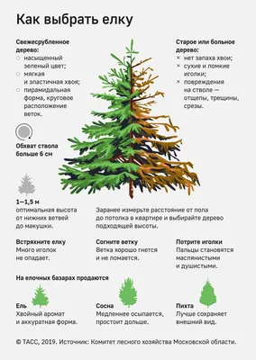 Норвежская елка. Купить новогоднюю елку в Петербурге