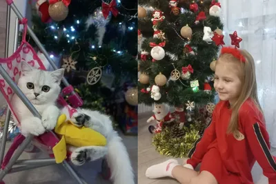 Лайфхаки: как установить елку в доме с детьми и животными | Українські  Новини