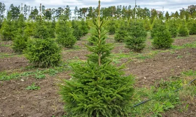 Ель обыкновенная (Picea abies) | Ziemassvētku eglītes | WinterStyle.lv