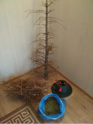 ФОТО ПРИКОЛ новогодние: елка из колбас