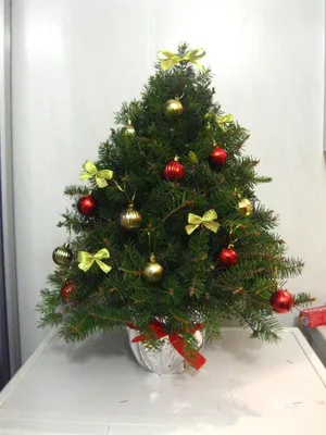 Как сделать елку из еловых веток? | Рождественская елка, Рождественские  корзины, Идеи рождественских украшений