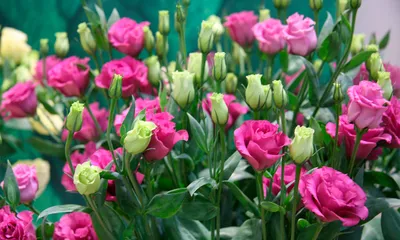 EIN on Instagram: “Июль - время эустомы и петунии! #эустома #eustoma  #lisianthus #лизиантус #сад #garden #mygarden #inthegarden #flowerphot… |  Петунии, Клумбы, Розы