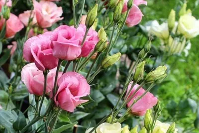 Эустома - нежный и прекрасный цветок - Vip Rose