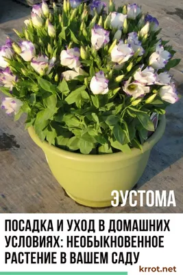 Эустомы Цветущий сад ЦС Эустома (Лизиантус) МАХРОВАЯ - купить по выгодным  ценам в интернет-магазине OZON (437653337)