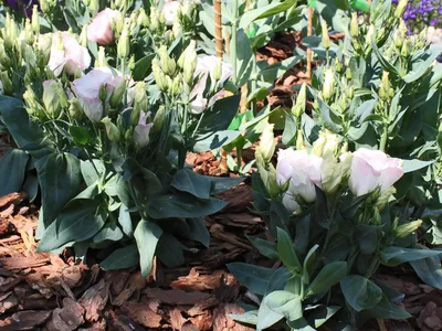 Выращивание эустомы в саду – проращивание из зерен и уход за лизиантусом