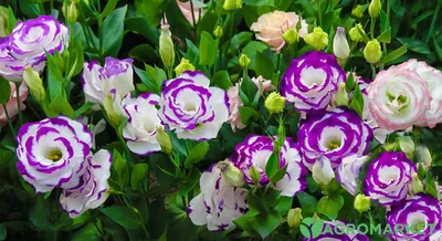 Купить семена Лизиантус (эустома) АВС насыщенно-розовый — от НПО Сады Росcии