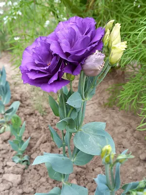 Дача Сад Дом в цветах 🌸 on Instagram: \"⠀ Эустома в саду является настоящей  королевой цветов. Она очень похожа на розу, но в отличии от последней не  имеет шипов. Цветет культура все