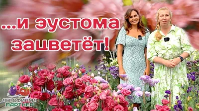Эустома махровая \"Croma Lavender\" купить почтой в Одессе, Киеве, Украине |  Agro-Market