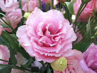 Grandiflorum Eustoma завода Lisianthus с розовыми цветами в большом саду на  плане. Стоковое Фото - изображение насчитывающей флора, цветок: 204130020
