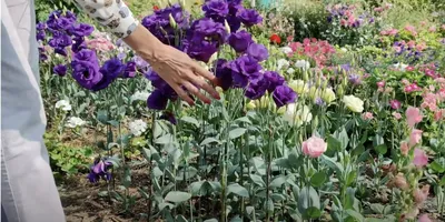 Выращивание эустомы в саду и комнатных условиях - «Блог Флориум.юа»