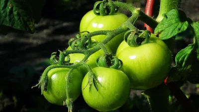 10 способов заготовить зелёные помидоры на зиму - Лайфхакер