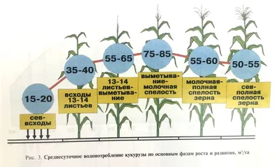 Технология возделывания кукурузы | Б-агро