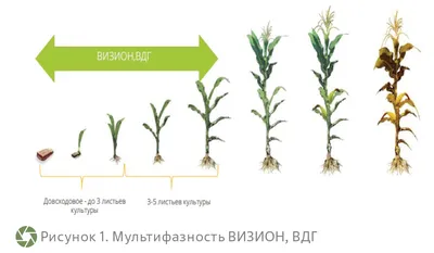 Полноценная корневая система — гарант получения стабильного урожая –  Агроинвестор
