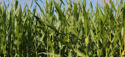 Орошение кукурузы. Как вырастить рекордный урожай кукурузы при минимальных  затратах?