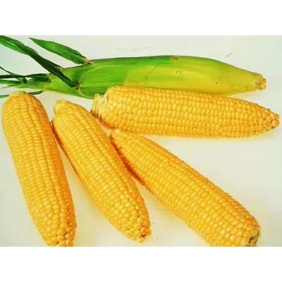 Фосфор — под корень кукурузы