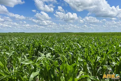 Гербицидная защита кукурузы: Хорс Д двойное действие, отличный результат!