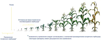 В какую фазу развития кукурузы вносить гербициды? - YouTube