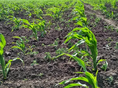 В 2020/21 МГ кардинально сменилась парадигма развития рынка кукурузы –  Risoil (АПК-Информ: ИТОГИ №3 (81))