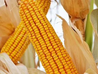 Как выращивают кукурузу в США в 2024 | Агроэксперт-Трейд