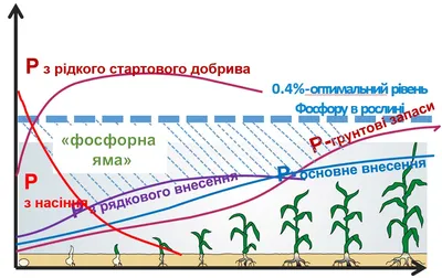 Контроль по фазам: как правильно выстроить технологию выращивания кукурузы  | agrobook.ru