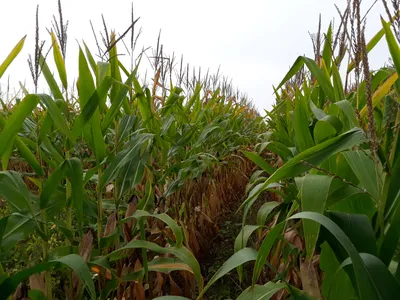 Удобрения для кукурузы ✔️ Листовая подкормка для кукурузы✔️Цинк для кукурузы