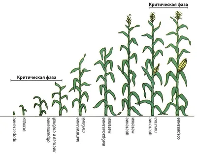 Гербицидная обработка гибридов кукурузы MAS Seeds | Mas Seeds