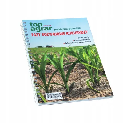 Ранние фазы развития кукурузы: факторы риска | ГлавАгроном | Дзен