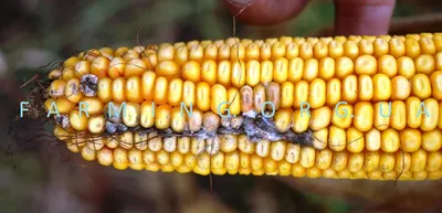 Как предотвратить негативные явления засухи при выращивании кукурузы ⋆  Насіння гібридів кукурудзи Маїс