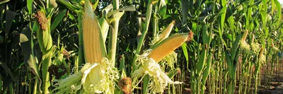 Система удобрения кукурузы - УАПГ
