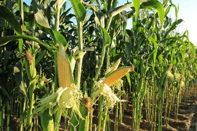 Как выращивают кукурузу в США в 2024 | Агроэксперт-Трейд
