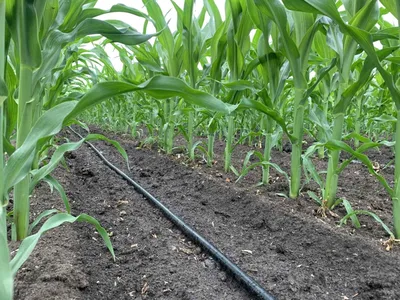 Кукуруза ⋆ Растениеводство