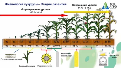 Фосфор — под корень кукурузы | ГлавАгроном | Дзен