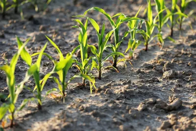 Кукуруза - Решения для сельского хозяйства