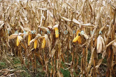Этапы развития кукурузы: купить с доставкой из Европы на AuAu.market -  (11995165409)