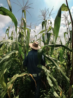 Выращивание кукурузы, Технология выращивания кукурузы на зерно
