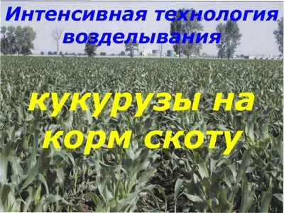Опыт применения гербицида на кукурузе в Волгоградской области - YouTube