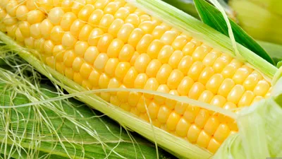Повышение урожайности кукурузы: важные ресурсы для успеха — Eightify