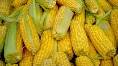 Капельное орошение кукурузы
