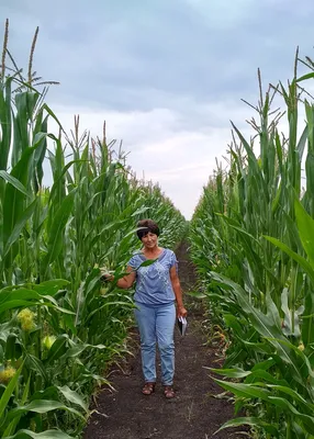 Какое удобрение лучше для кукурузы | Как усилить рост кукурузы