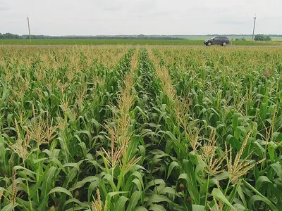 Орошение кукурузы. Как вырастить рекордный урожай кукурузы при минимальных  затратах?