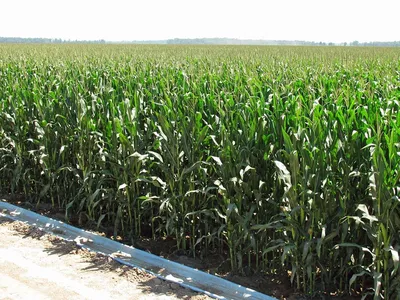 Выращивание кукурузы, Технология выращивания кукурузы на зерно