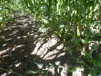Влияние погоды при выращивании кукурузы | Агроном з Полтави