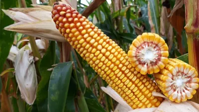 Технология выращивания кукурузы на 2024 | Агроэксперт-Трейд